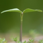 Growing Plant Symbolizing Increasing Value of Investment Portfolio