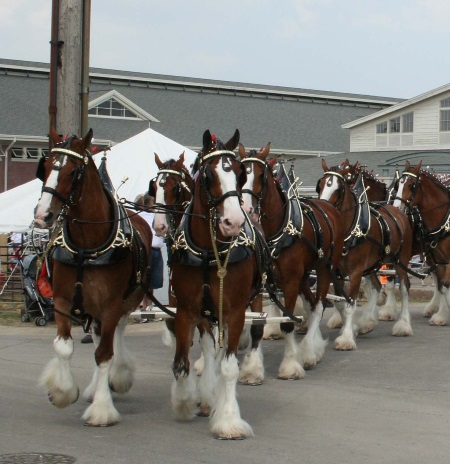 Personal Wealth Advisors Working Together as a Team Depicted as Horses Pulling Wagon